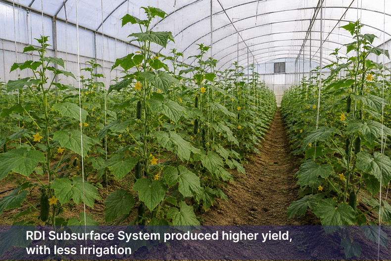 01. WEBSITE CASE STUDY - Improving Greenhouse 02. Productivity in the UAE Cucumber plants growing inside a greenhouse using the RDI subsurface irrigation system.
