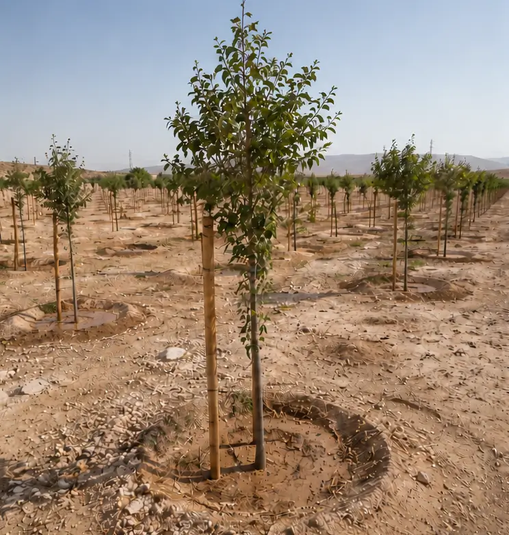 02. Reforestation & Land Rehabilitation 1 Young trees planted in rows across dry farmland.