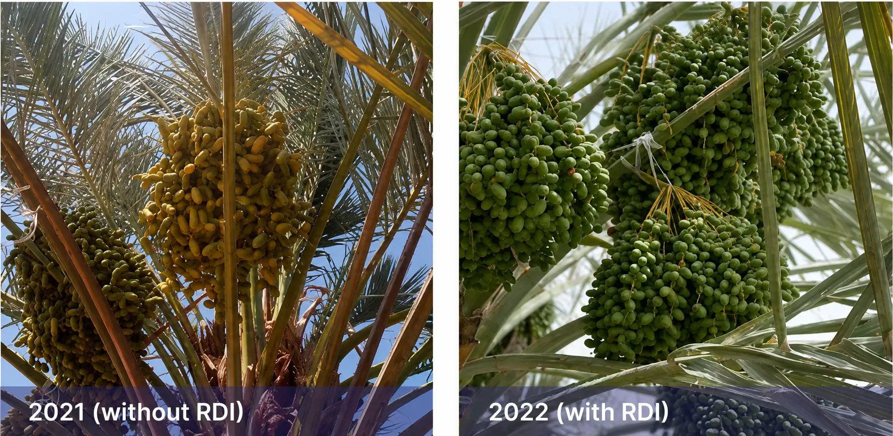 RDI before and after